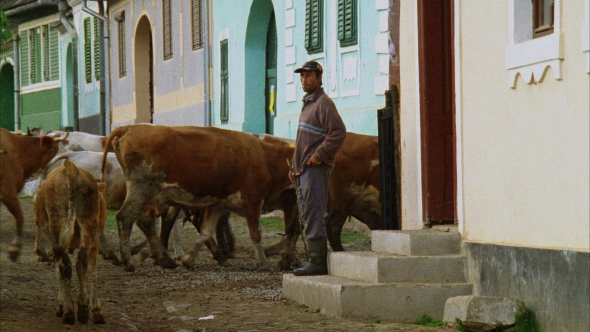 760645718 / Cow Herd / Cattle Drive / Romania