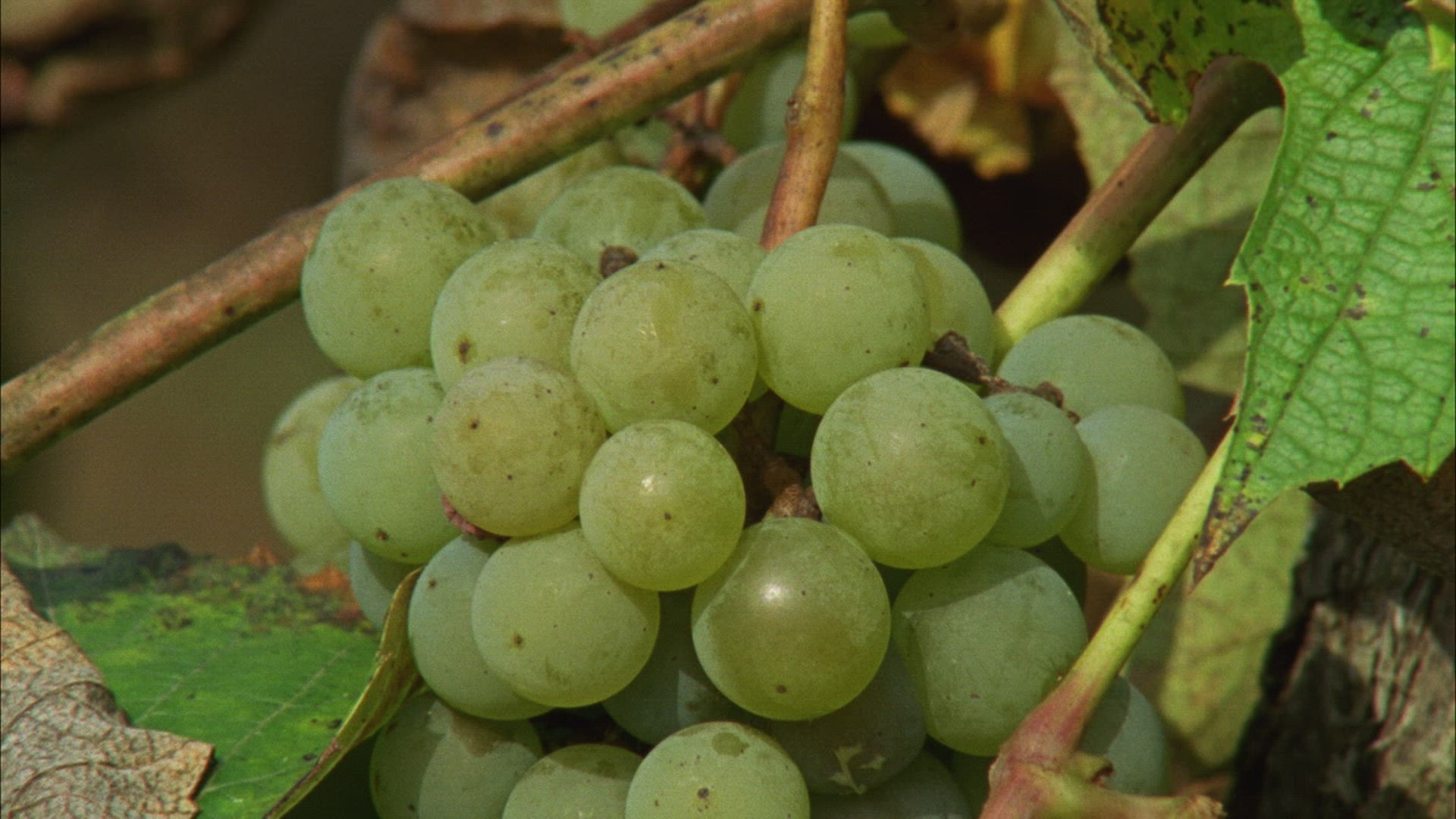 314977387 / Grape Harvest / Transylvania / Romania