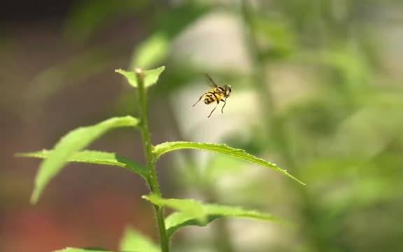 Yellowjacket Taking-off