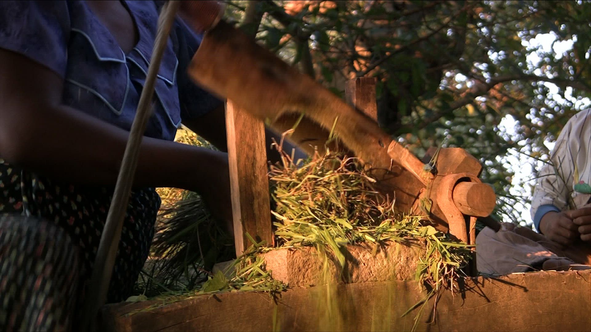 259499898 / People / Agribusiness / Myanmar