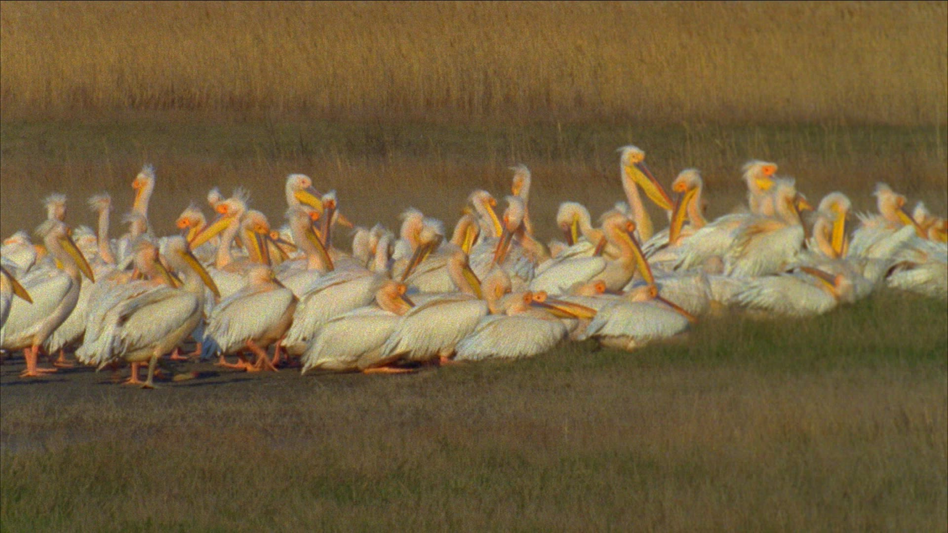 865858730 / Pelican / Waterside / Romania