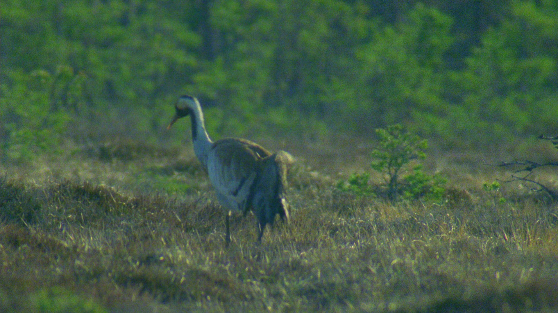 365692235 / Bird / Europe