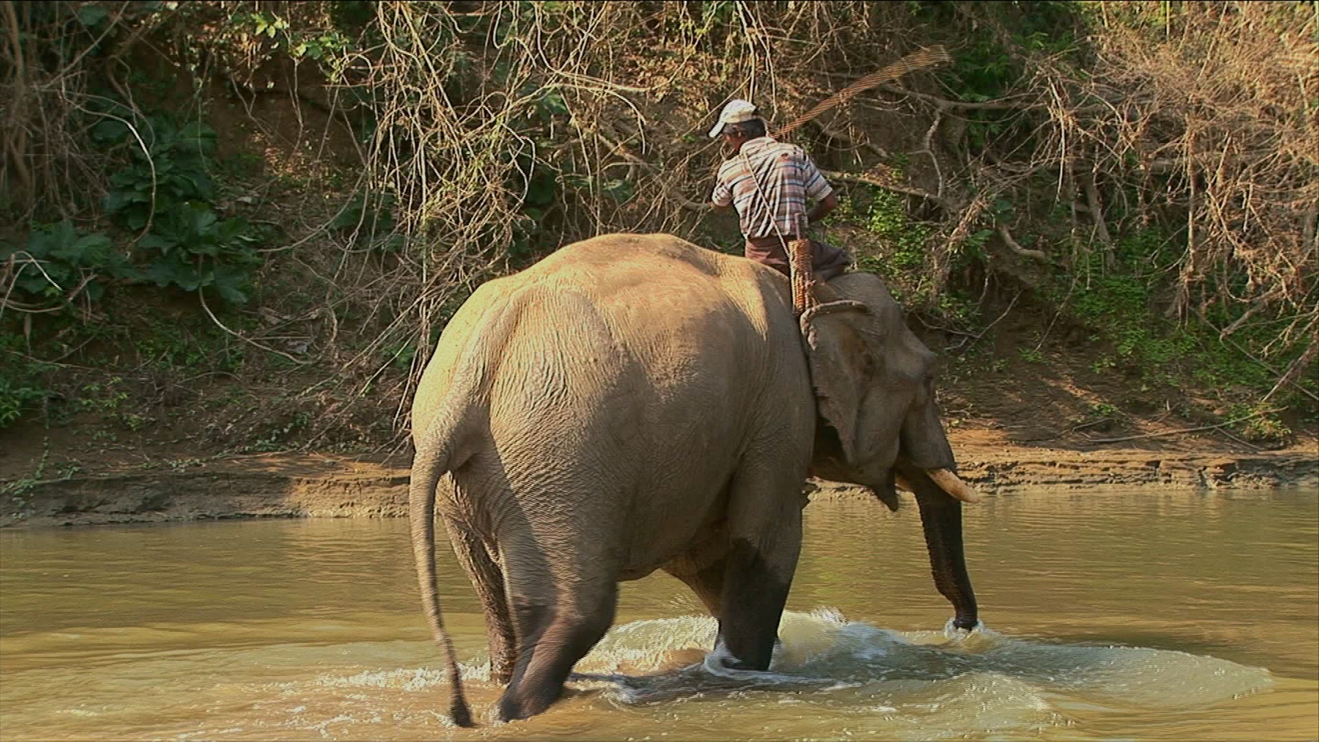 752641407 / Elephant / Production Animal / Myanmar