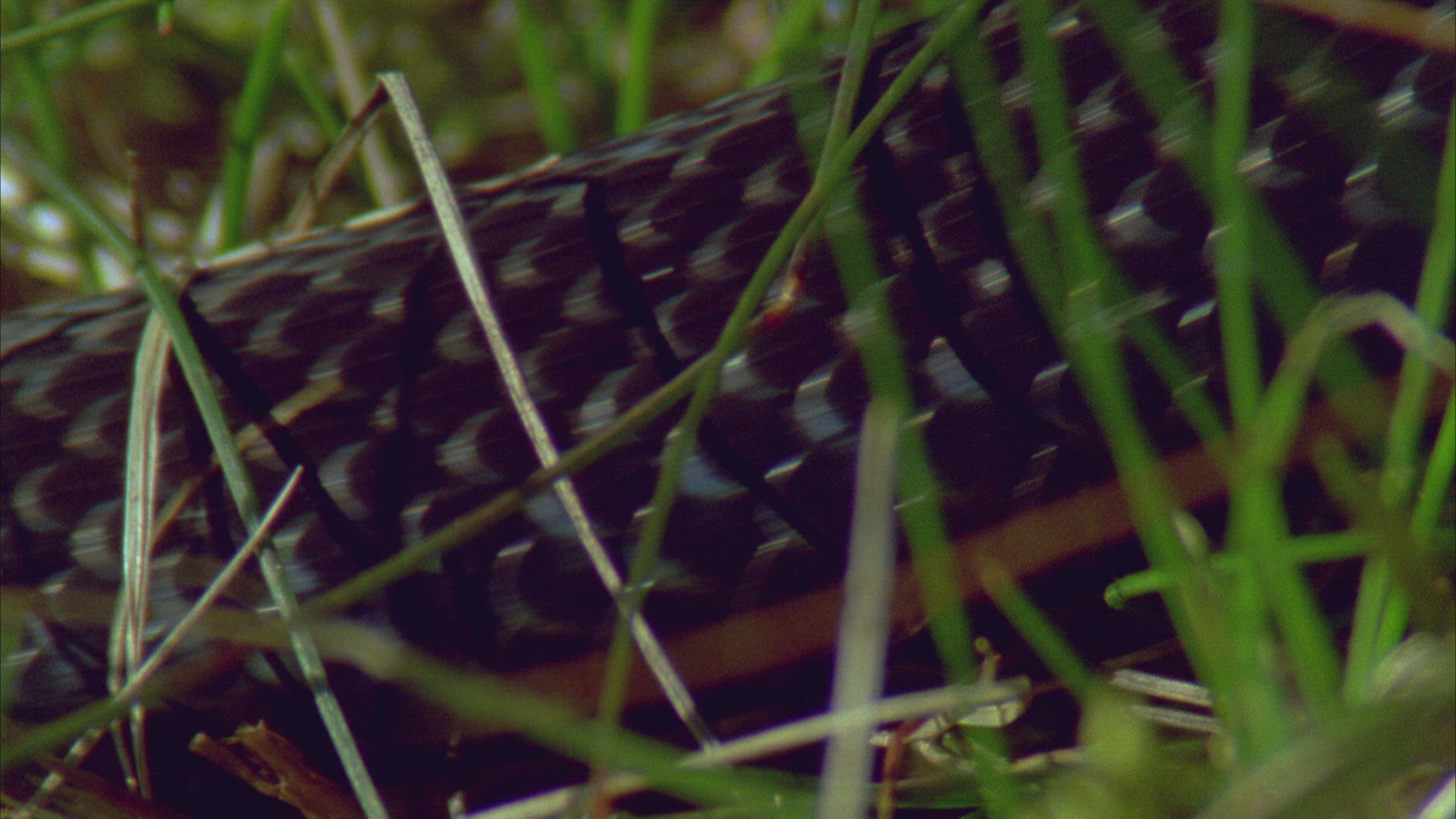 895540267 / European Adder / Germany