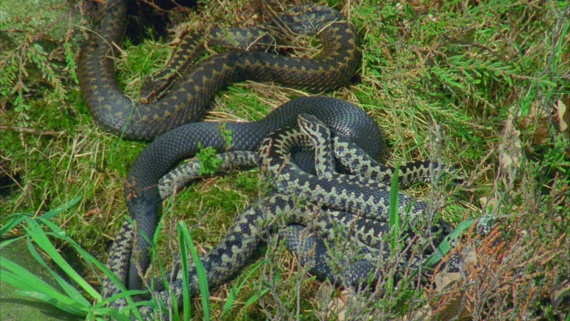 834927899 / European Adder / Germany