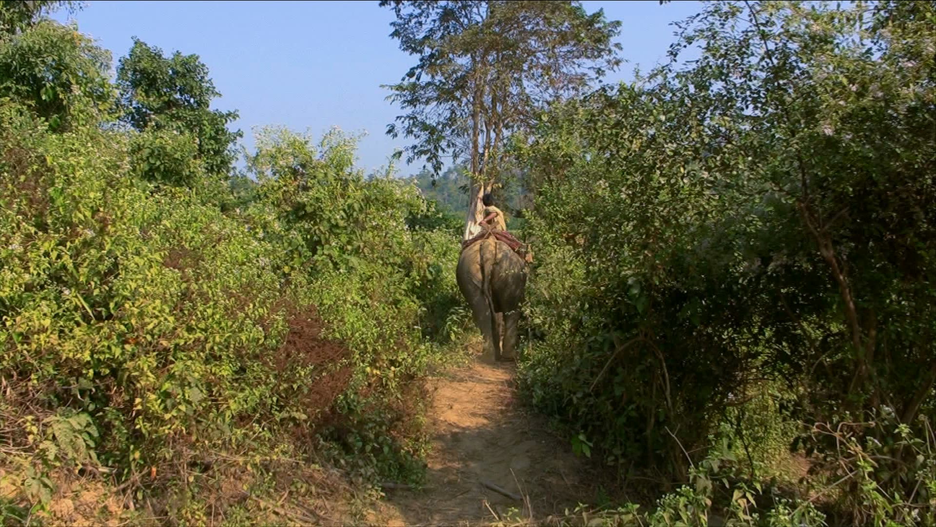 171133850 / Elephant / Production Animal / Myanmar