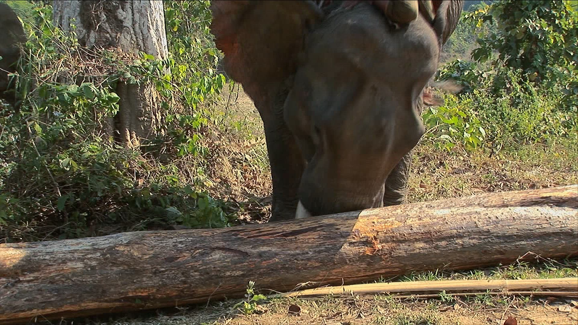 555990211 / Elephant / Production Animal / Myanmar