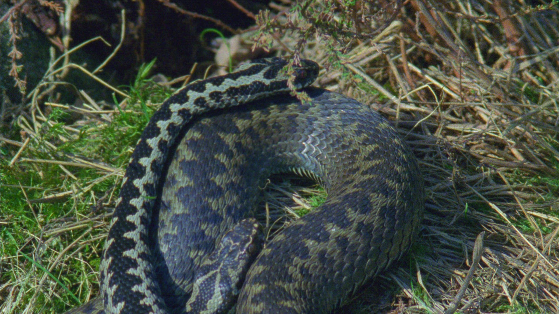 510836863 / European Adder / Germany
