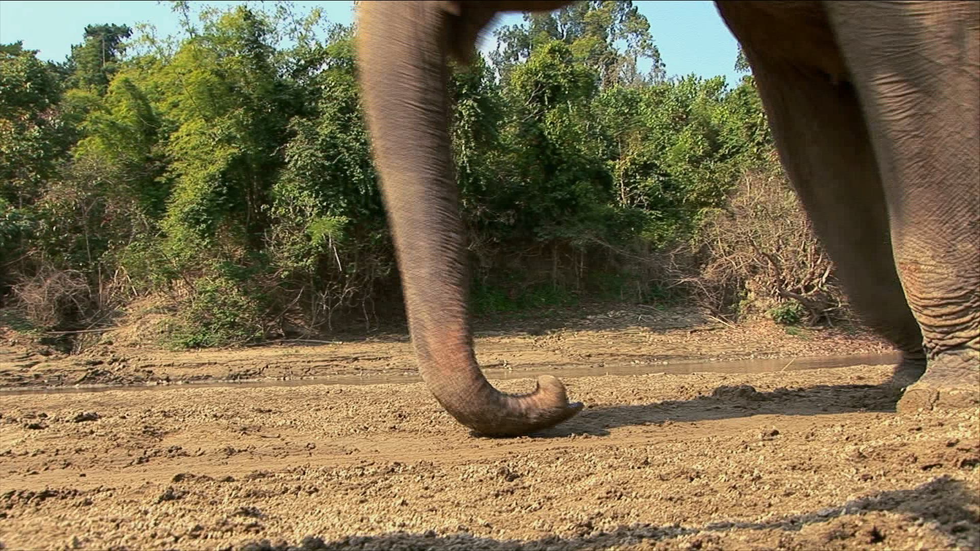 752292694 / Elephant / Production Animal / Myanmar