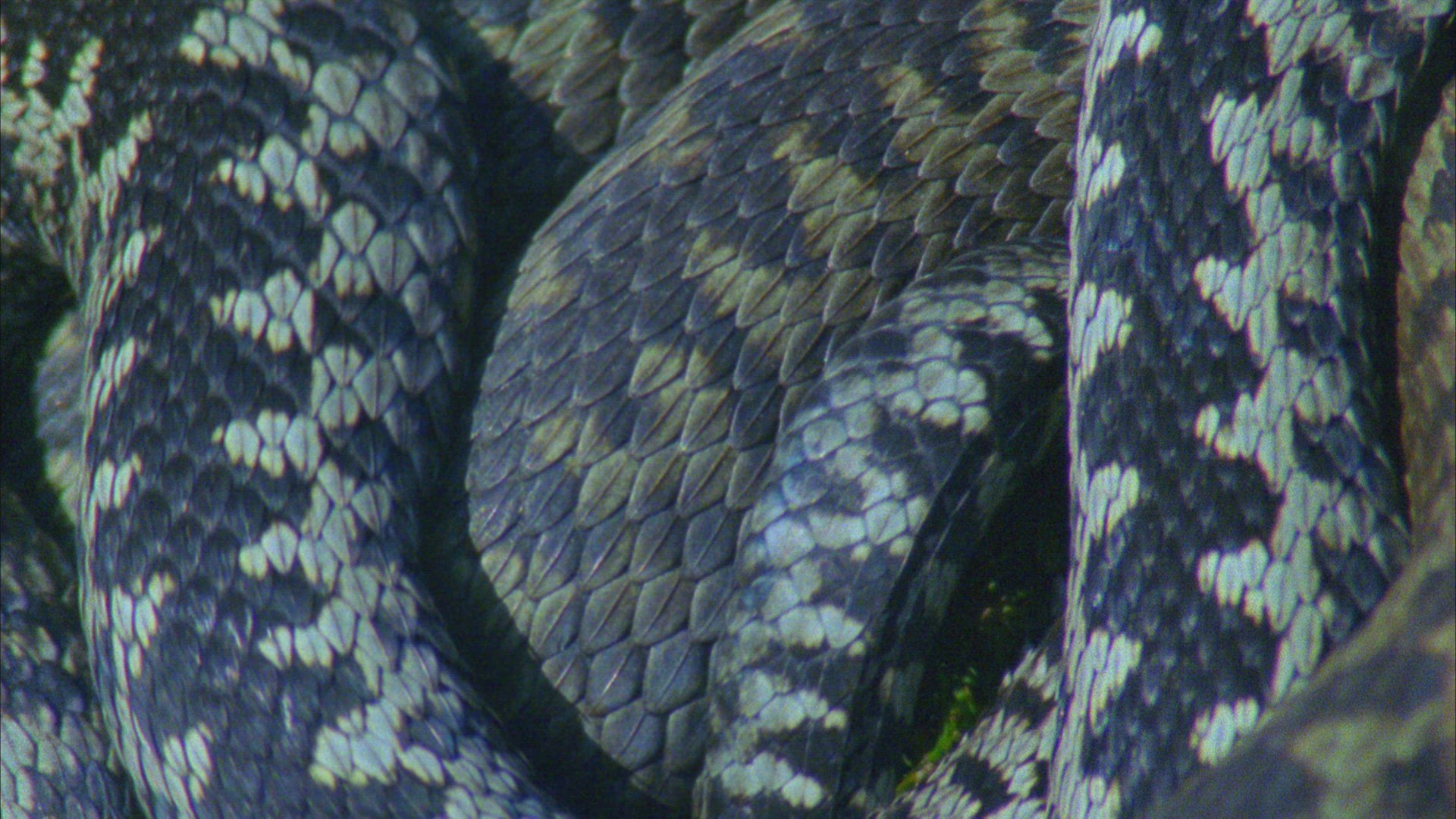 637458257 / European Adder / Germany