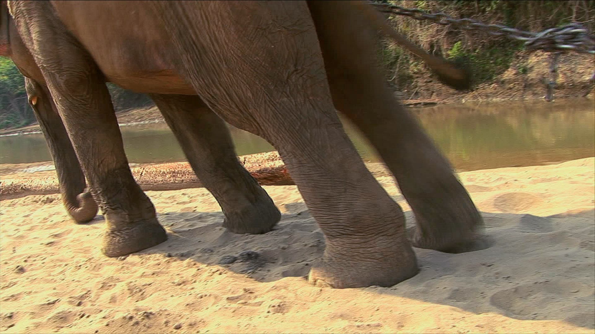 727187440 / Elephant / Production Animal / Myanmar