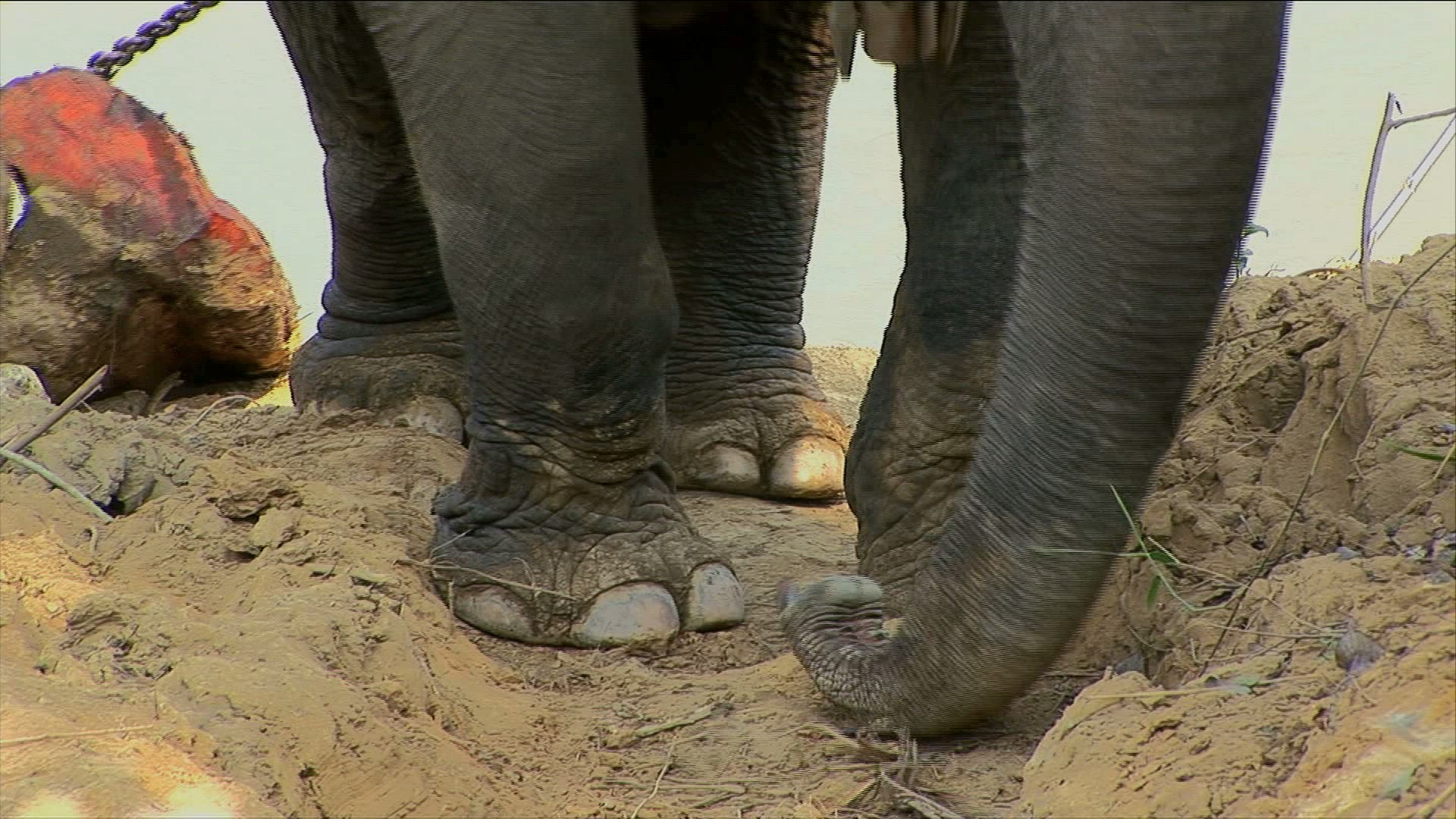874133003 / Elephant / Production Animal / Myanmar