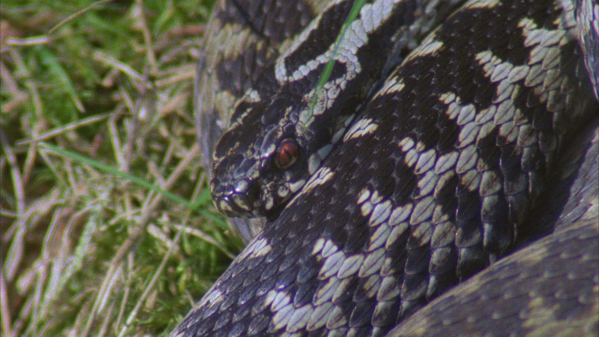 245476806 / European Adder / Germany