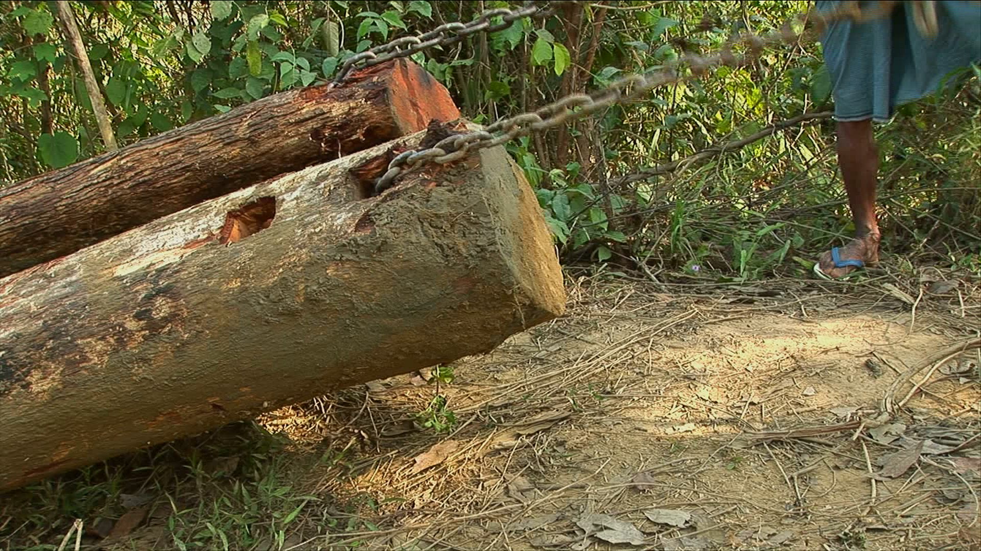 412369929 / Elephant / Production Animal / Myanmar
