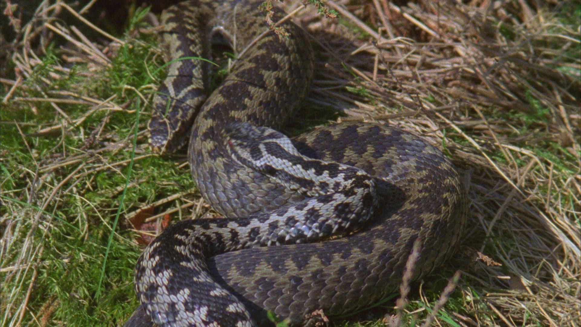 479579285 / European Adder / Germany