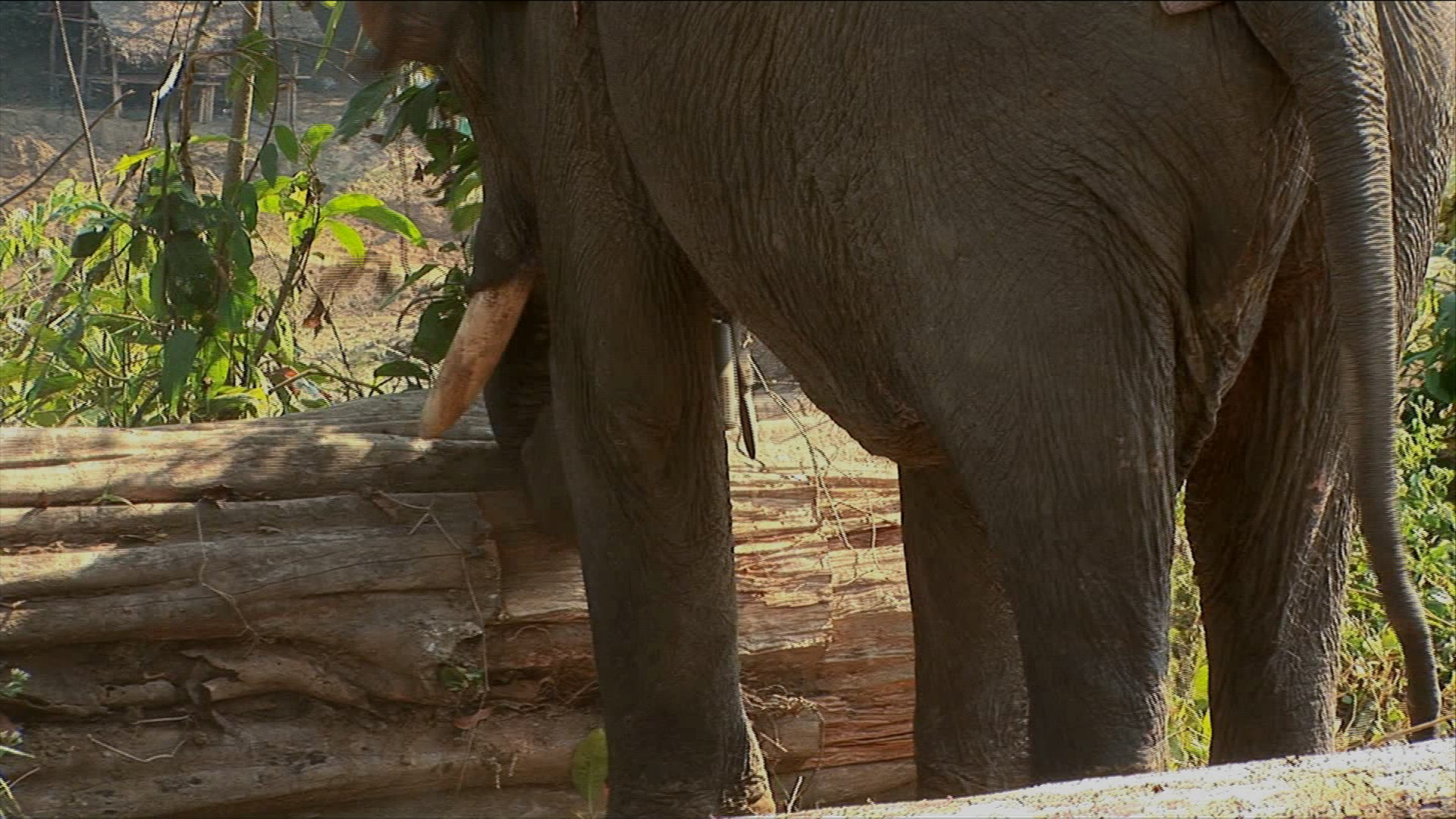 263073566 / Elephant / Production Animal / Myanmar