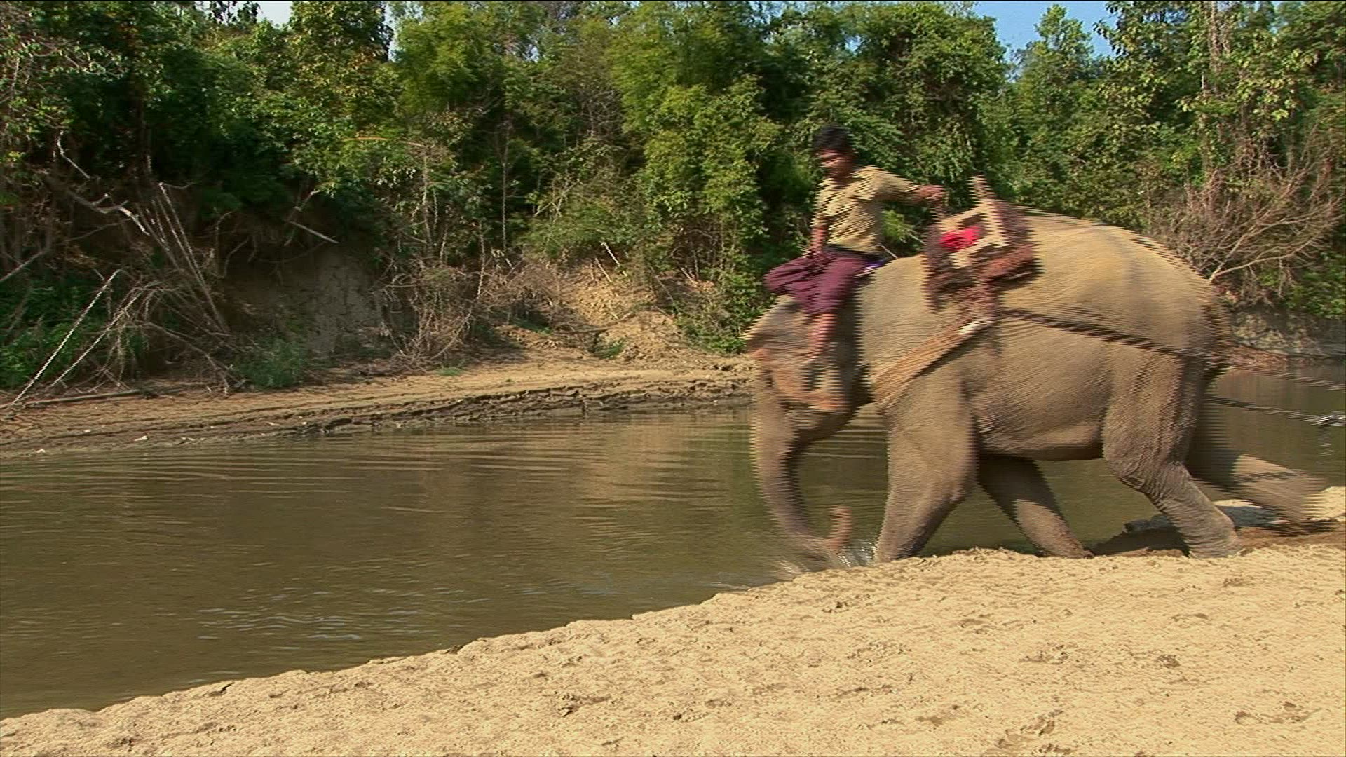 757656389 / Elephant / Production Animal / Myanmar