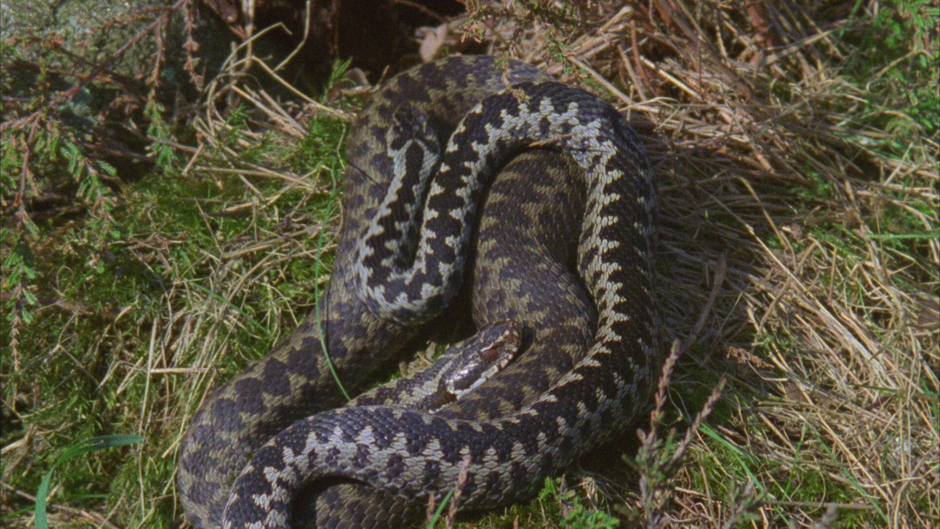 360995940 / European Adder / Germany