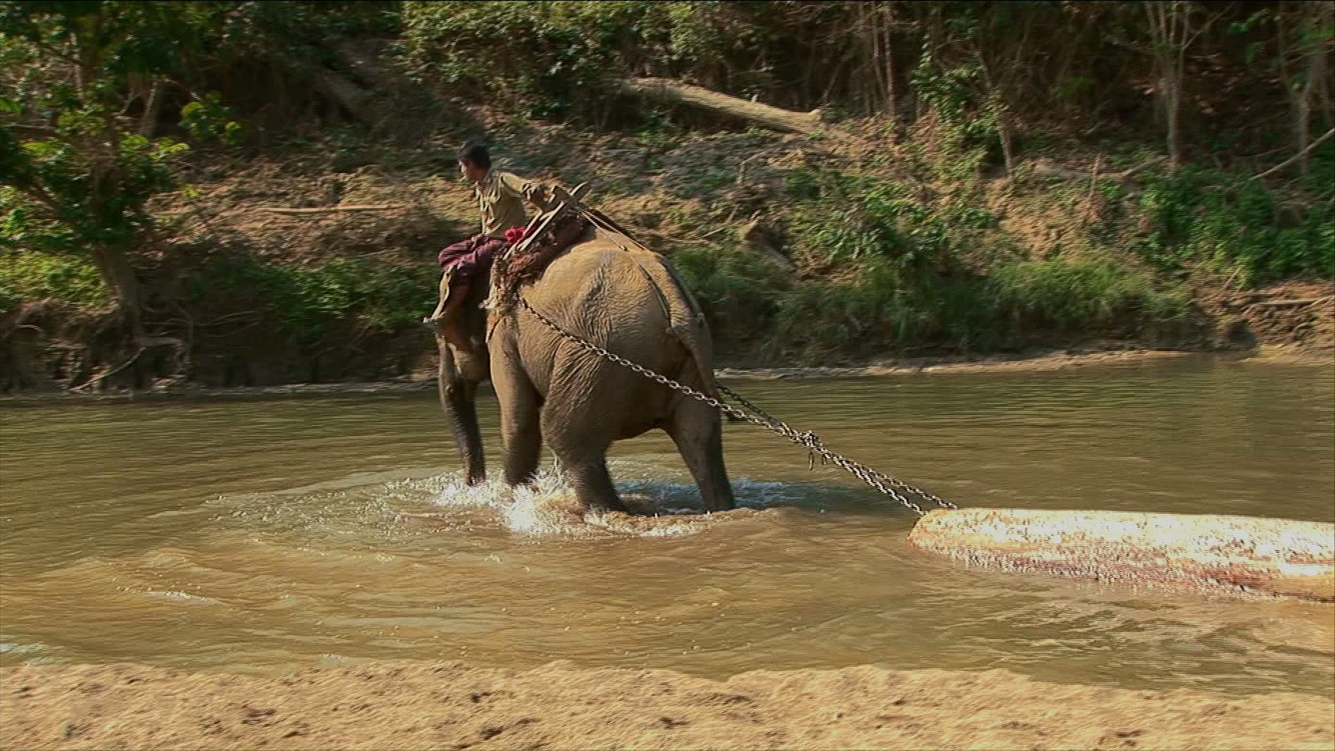 841526122 / Elephant / Production Animal / Myanmar