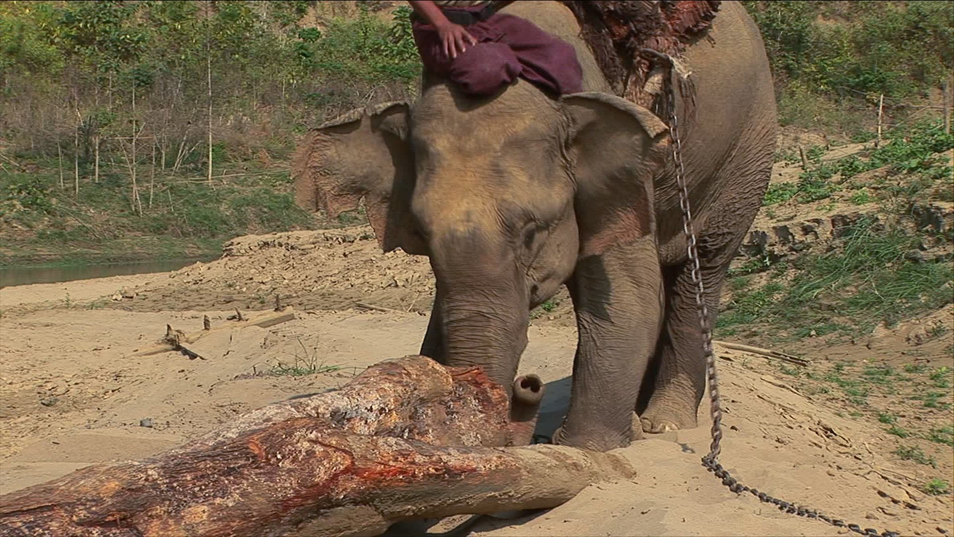 701635101 / Elephant / Production Animal / Myanmar