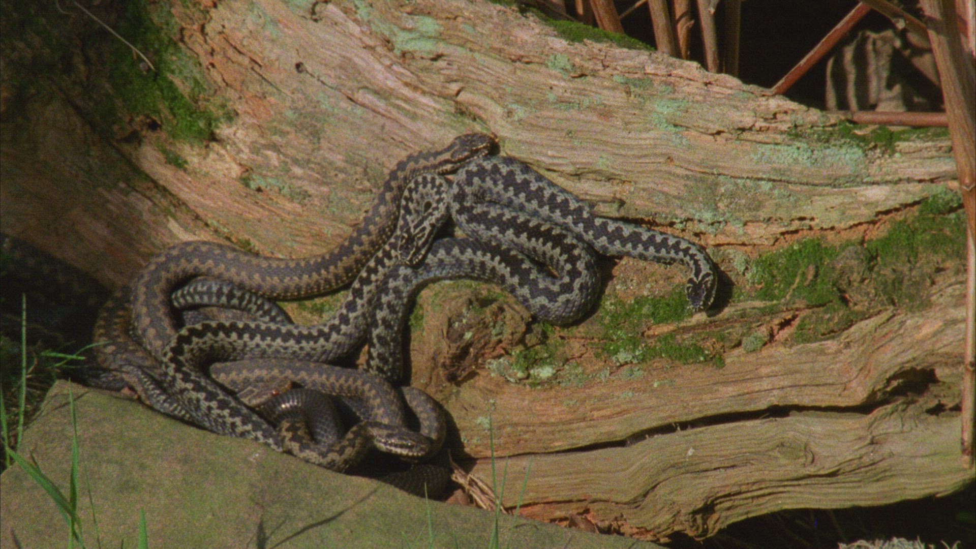 430971566 / European Adder / Germany