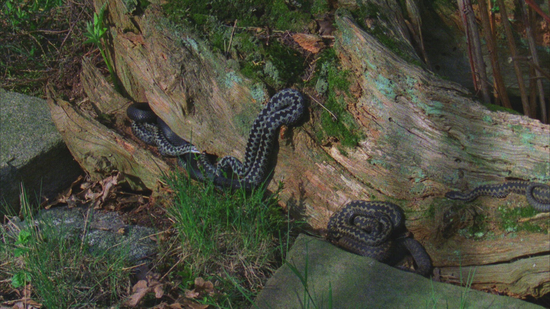 918339346 / European Adder / Germany