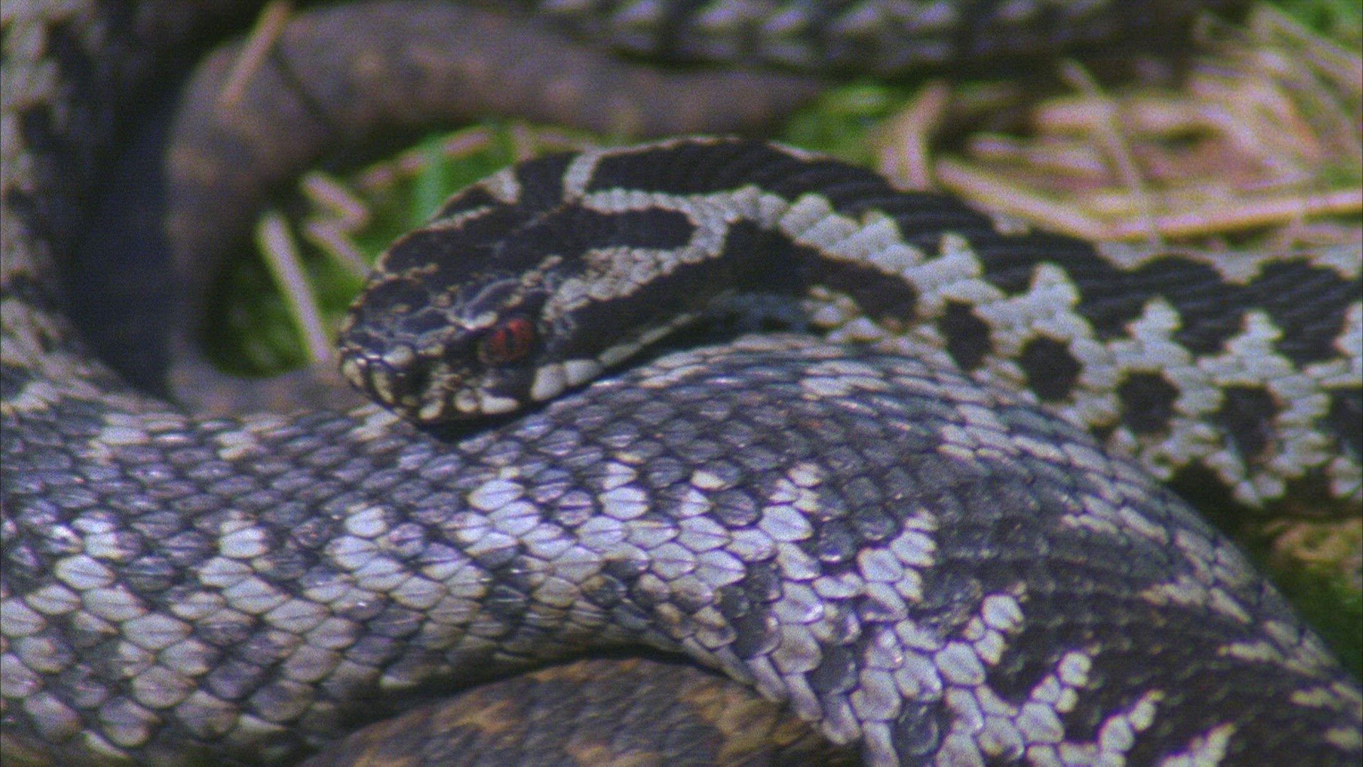 264346876 / European Adder / Germany