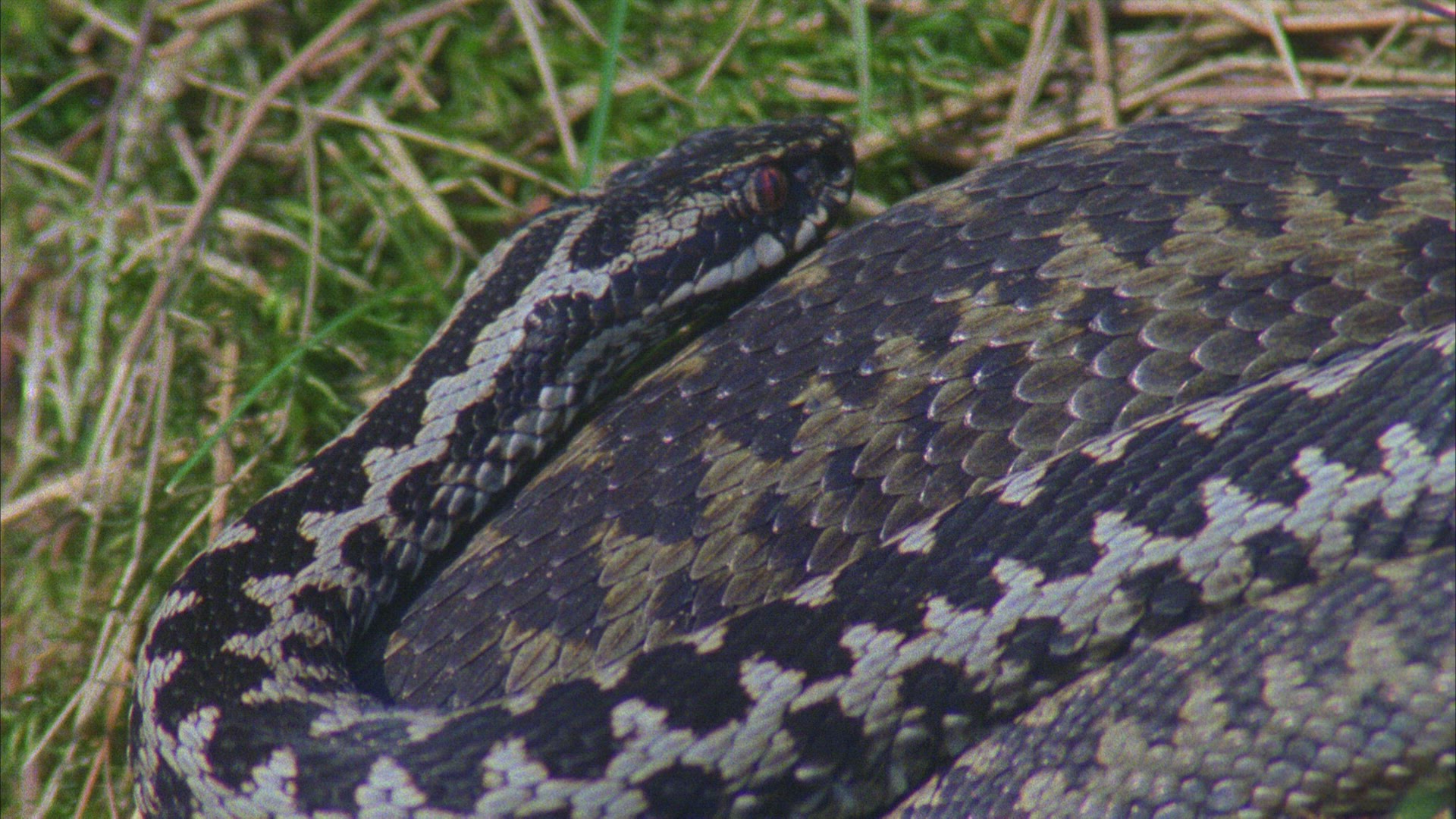 756795532 / European Adder / Germany