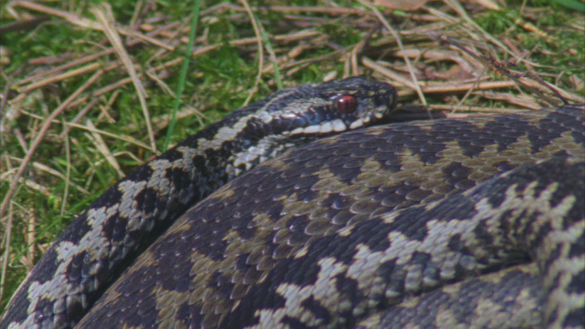 628315527 / European Adder / Germany