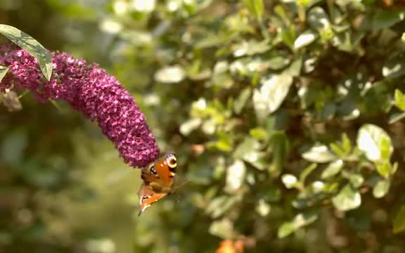 Butterfly take-off from flower