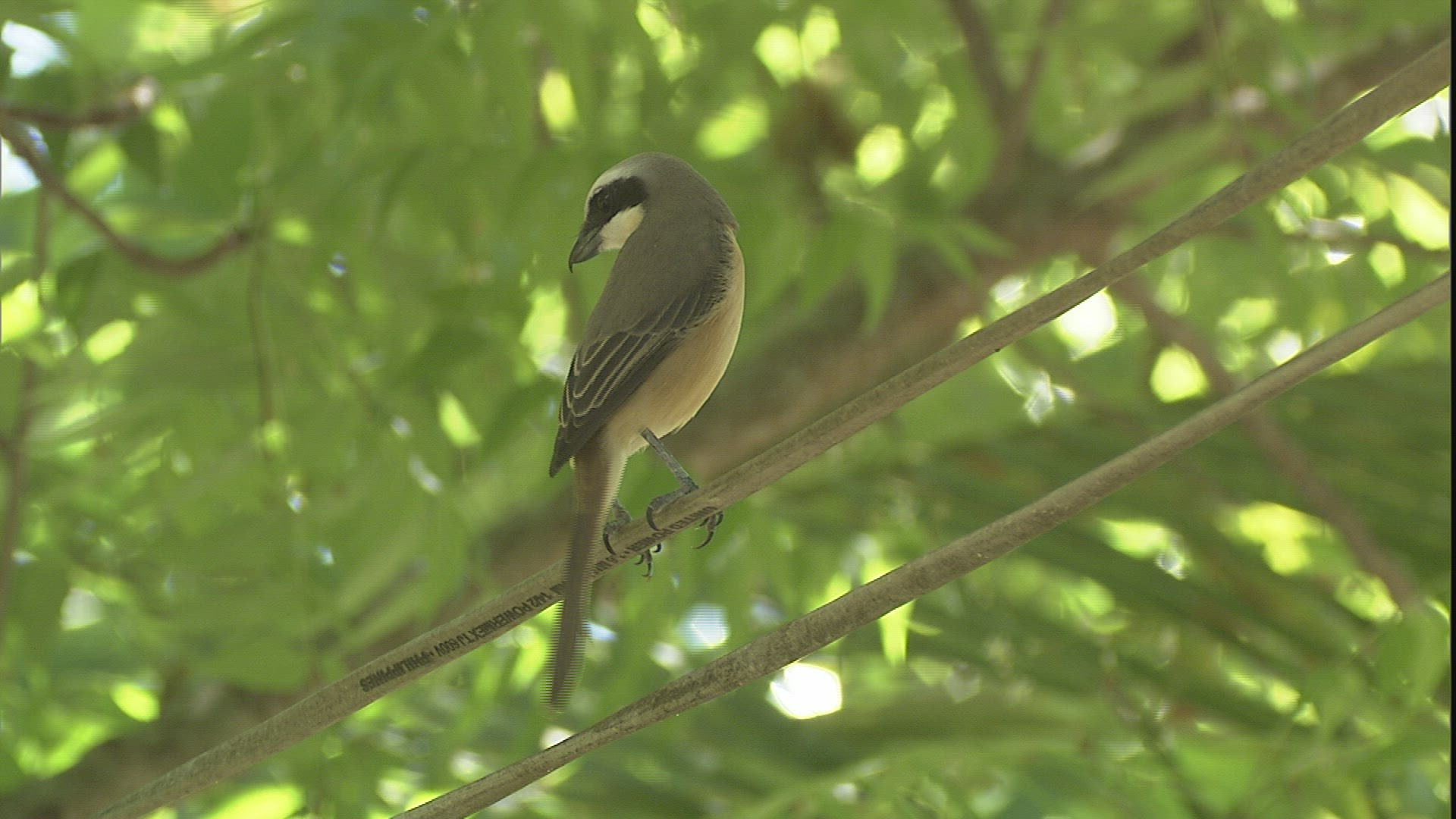 310271254 / Bird / Limb / Philippines