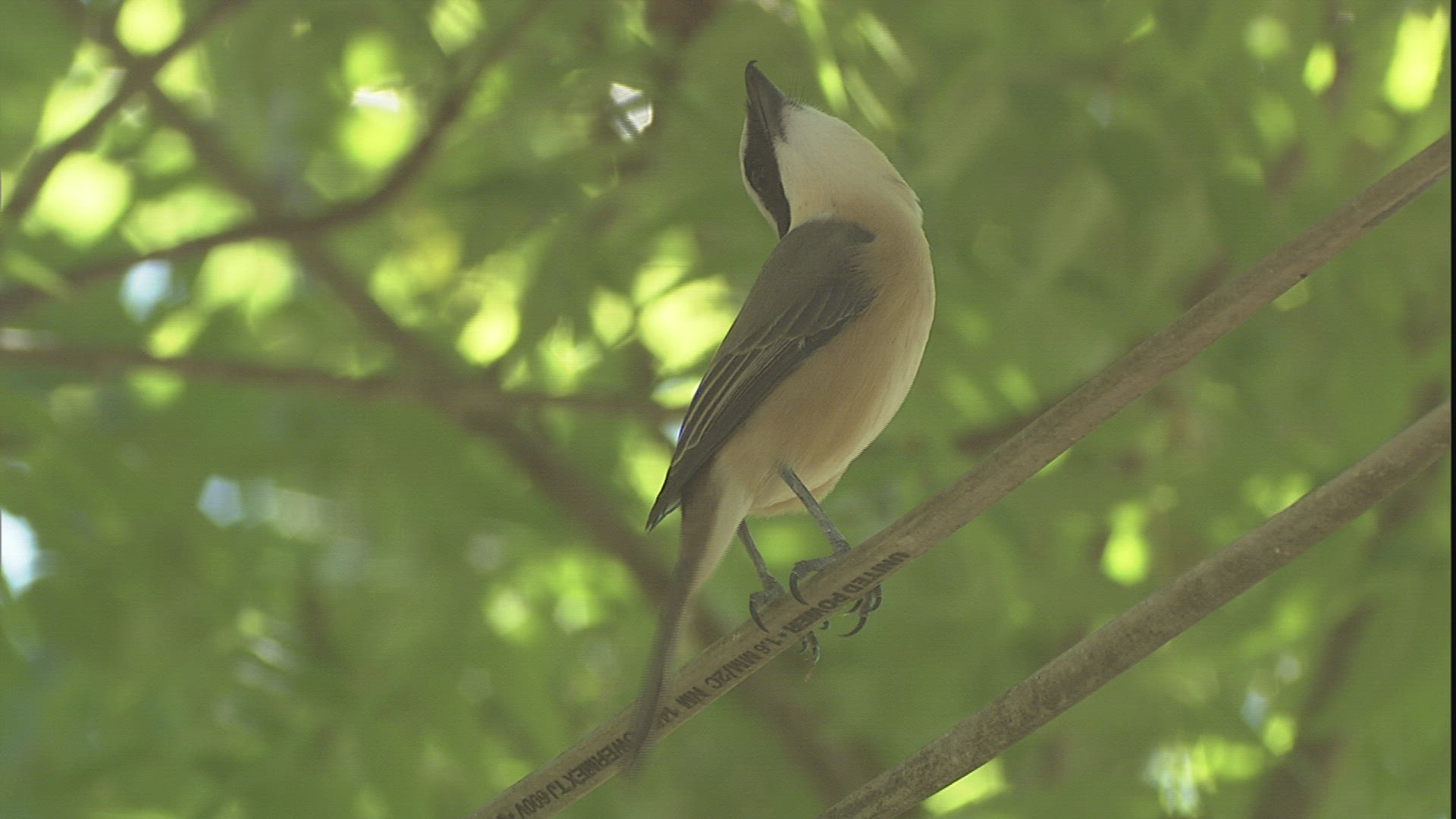 554103464 / Bird / Limb / Philippines