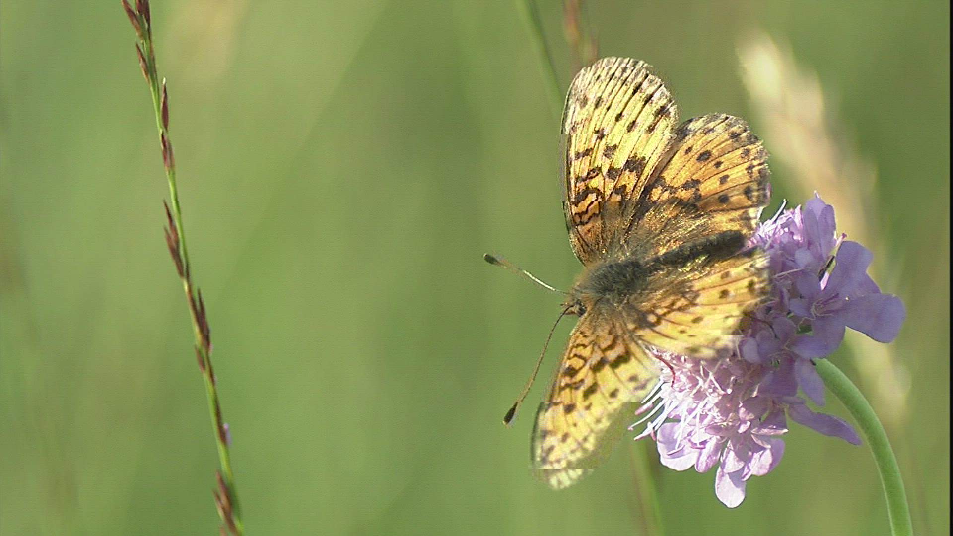 257137176 / Butterfly / Collecting Pollen