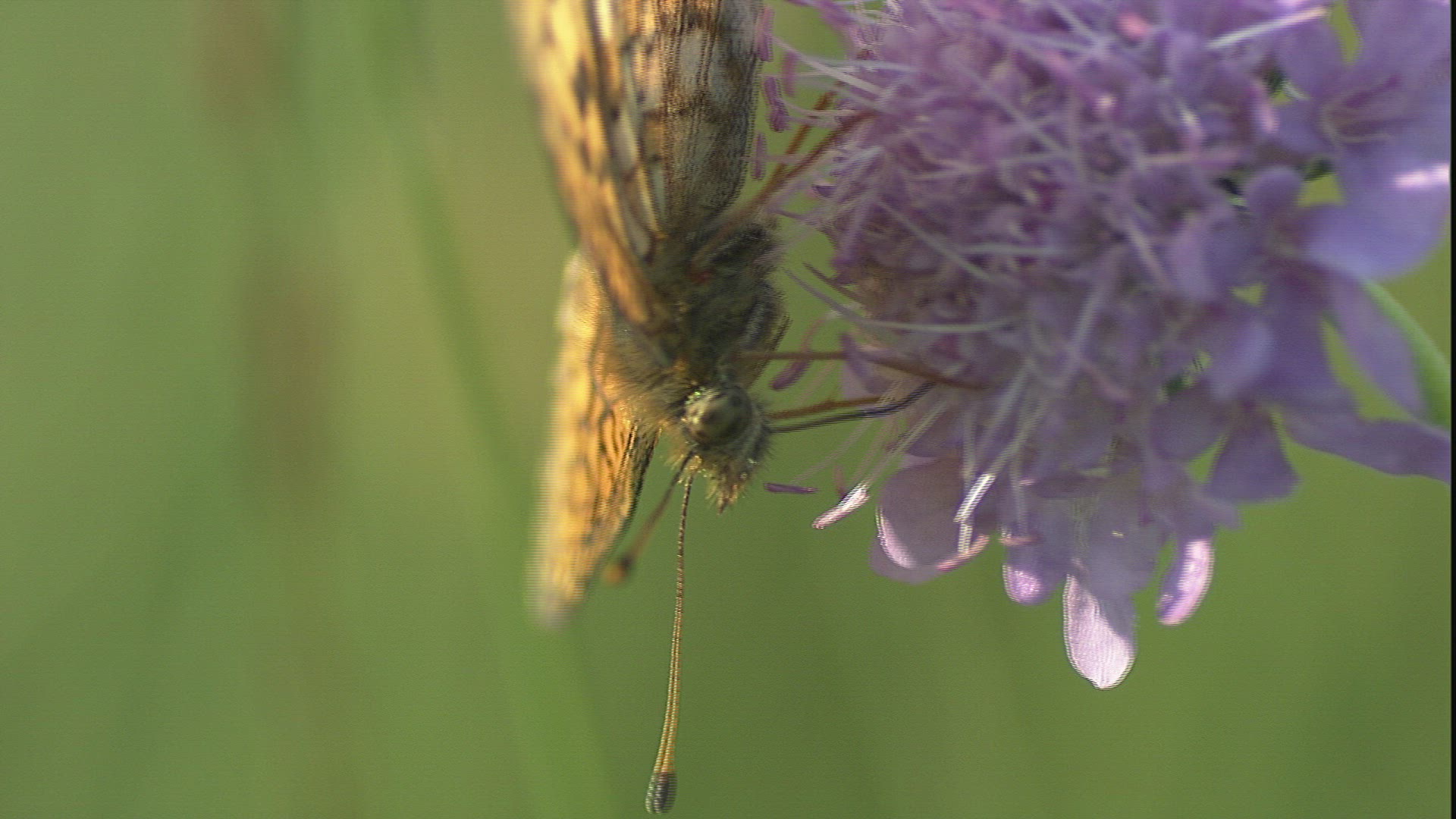 167231820 / Butterfly / Collecting Pollen