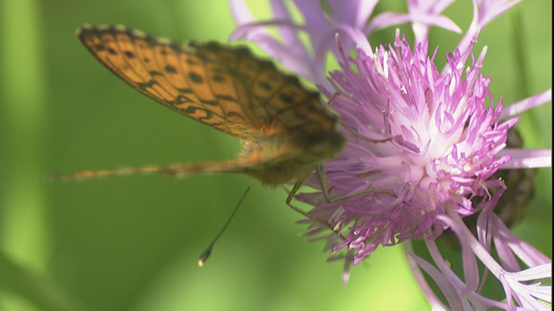 809673349 / Butterfly / Collecting Pollen