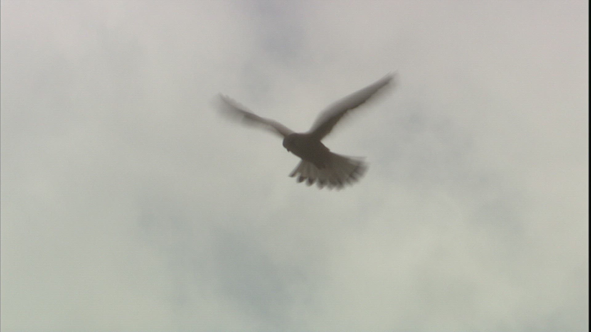 885925954 / Raptor / Hovering In The Air