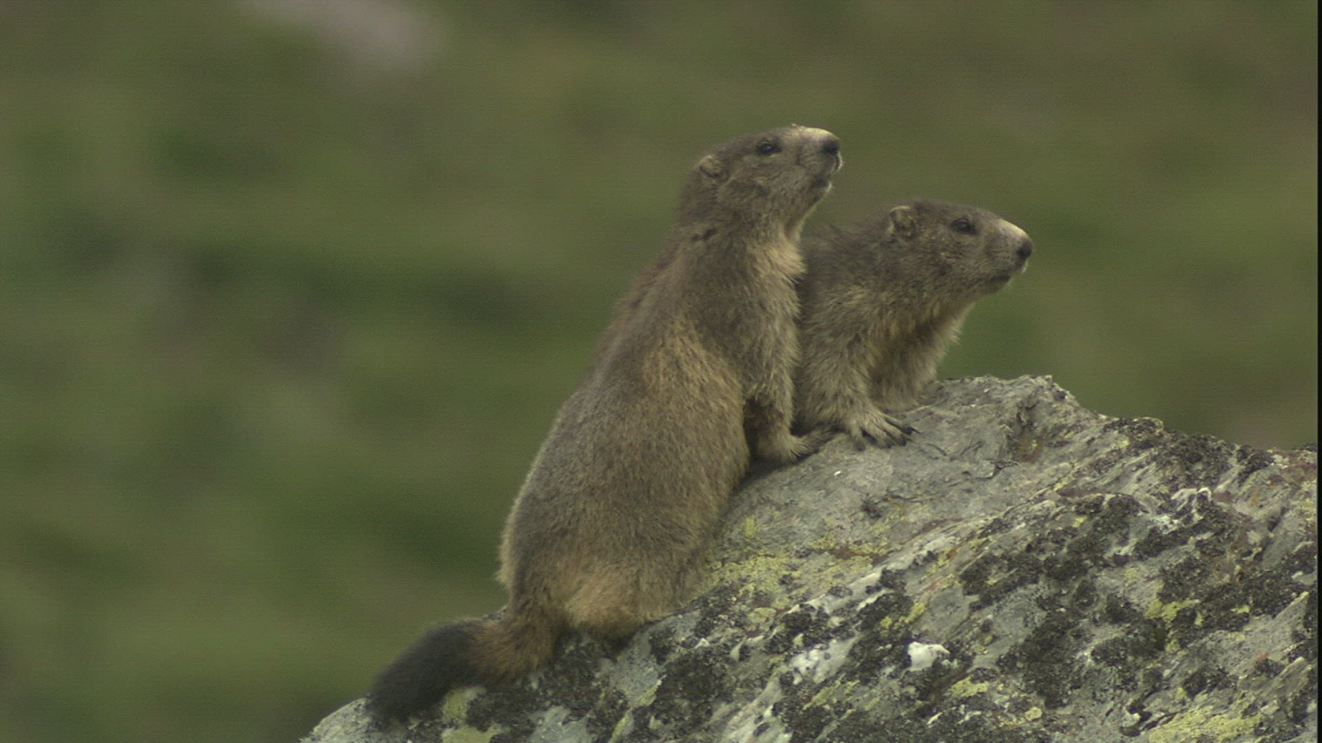 531575599 / Alpine Marmot / Observing / Alps