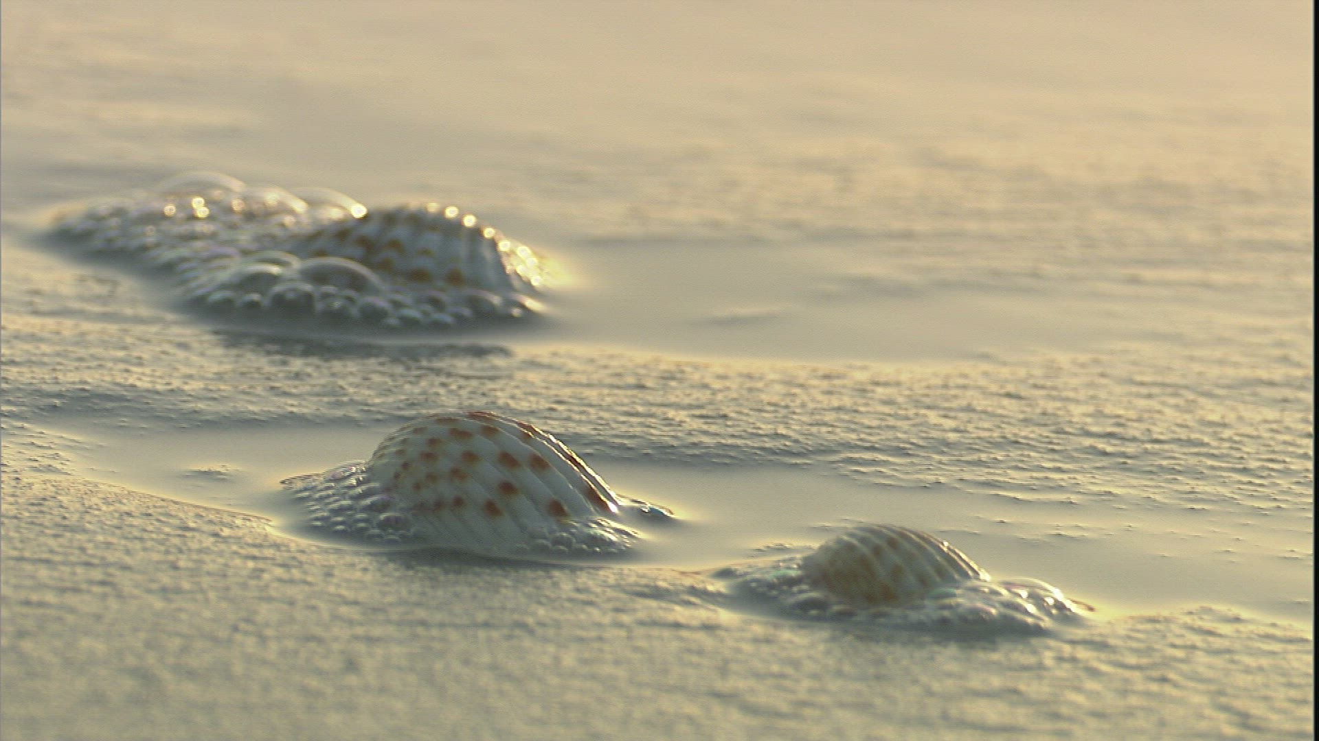 301459589 / Bivalve / Beach / Wave