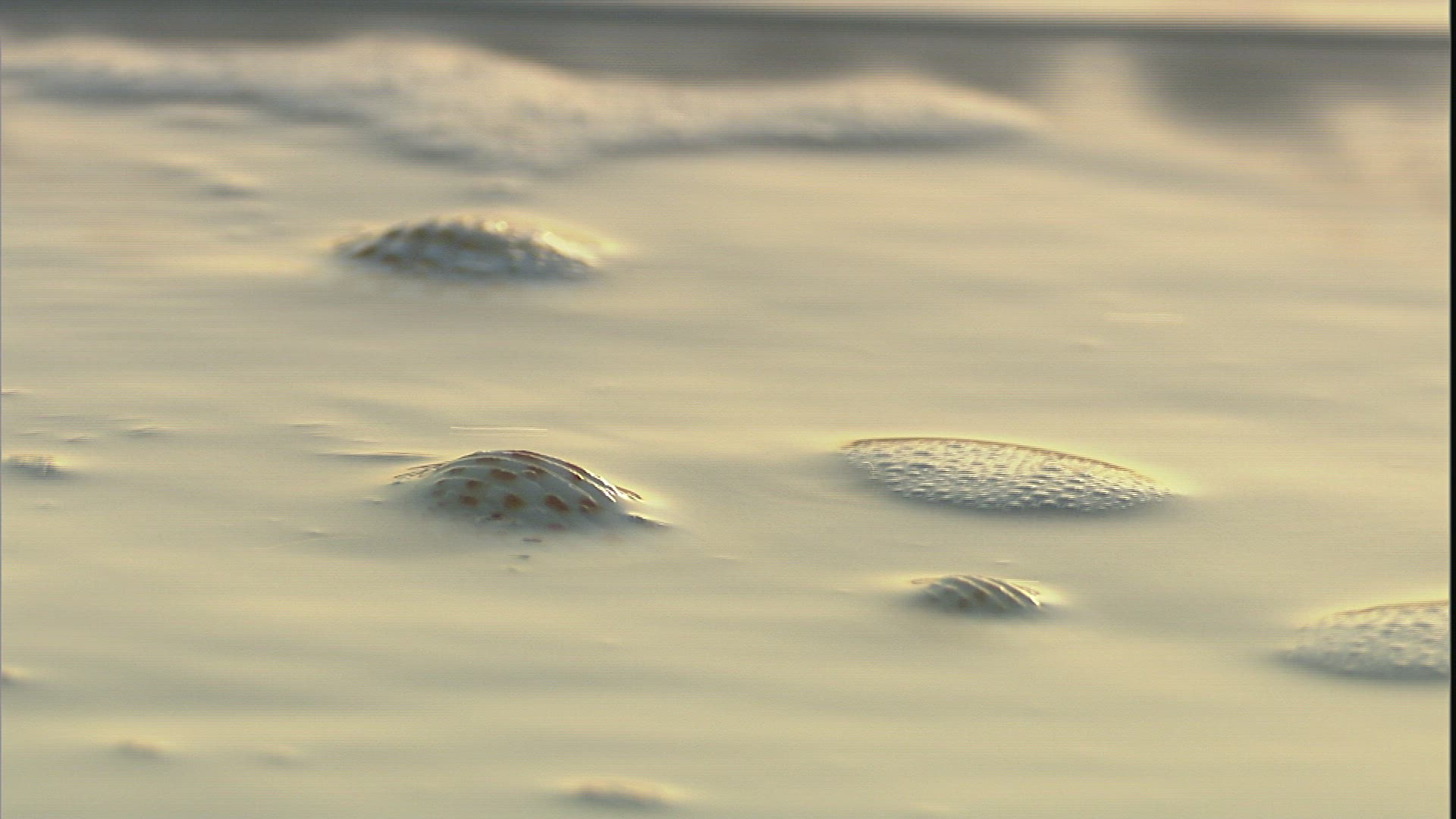 245492574 / Bivalve / Beach / Wave