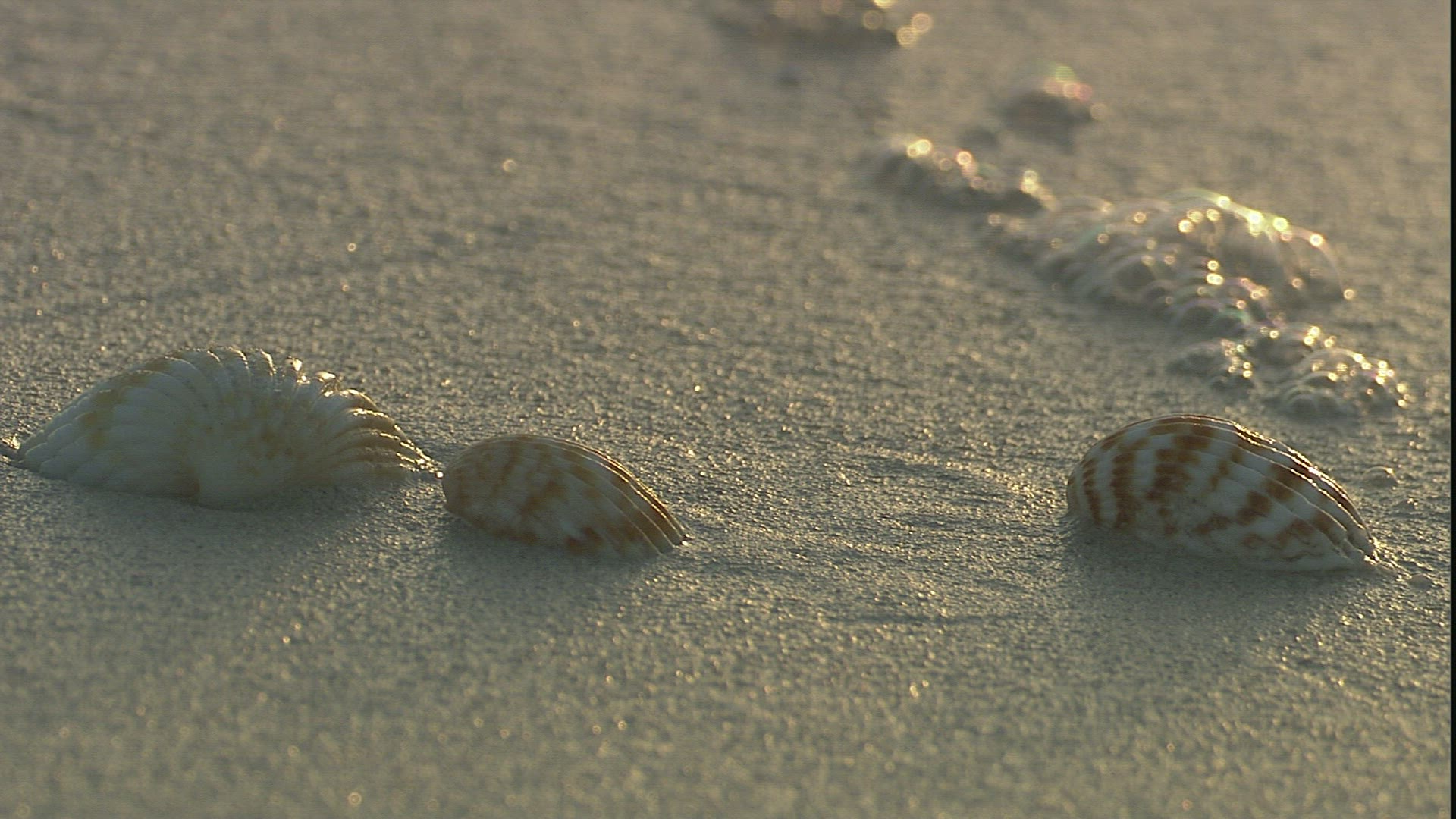992545092 / Bivalve / Beach / Wave