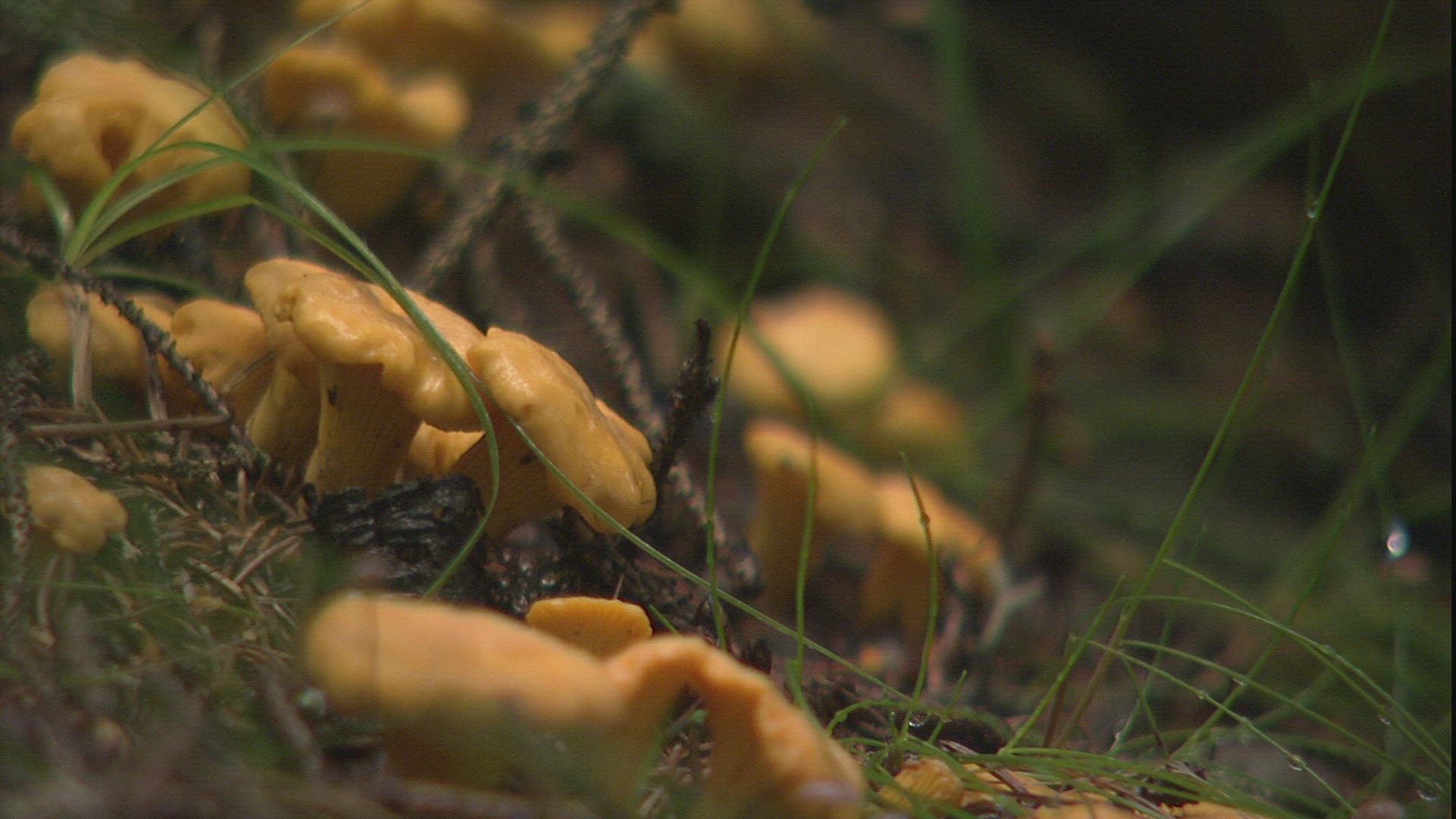 457129759 / Mushroom / Forest Soil