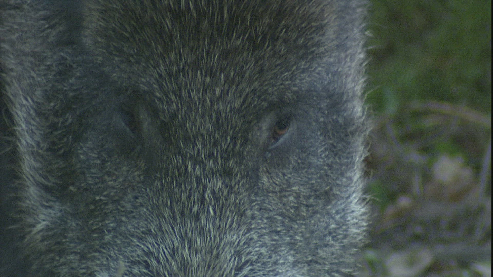 750833262 / Wild Boar / Foraging