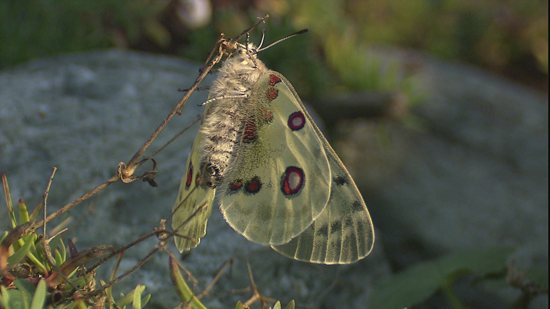 208790496 / Apollo / Stipe