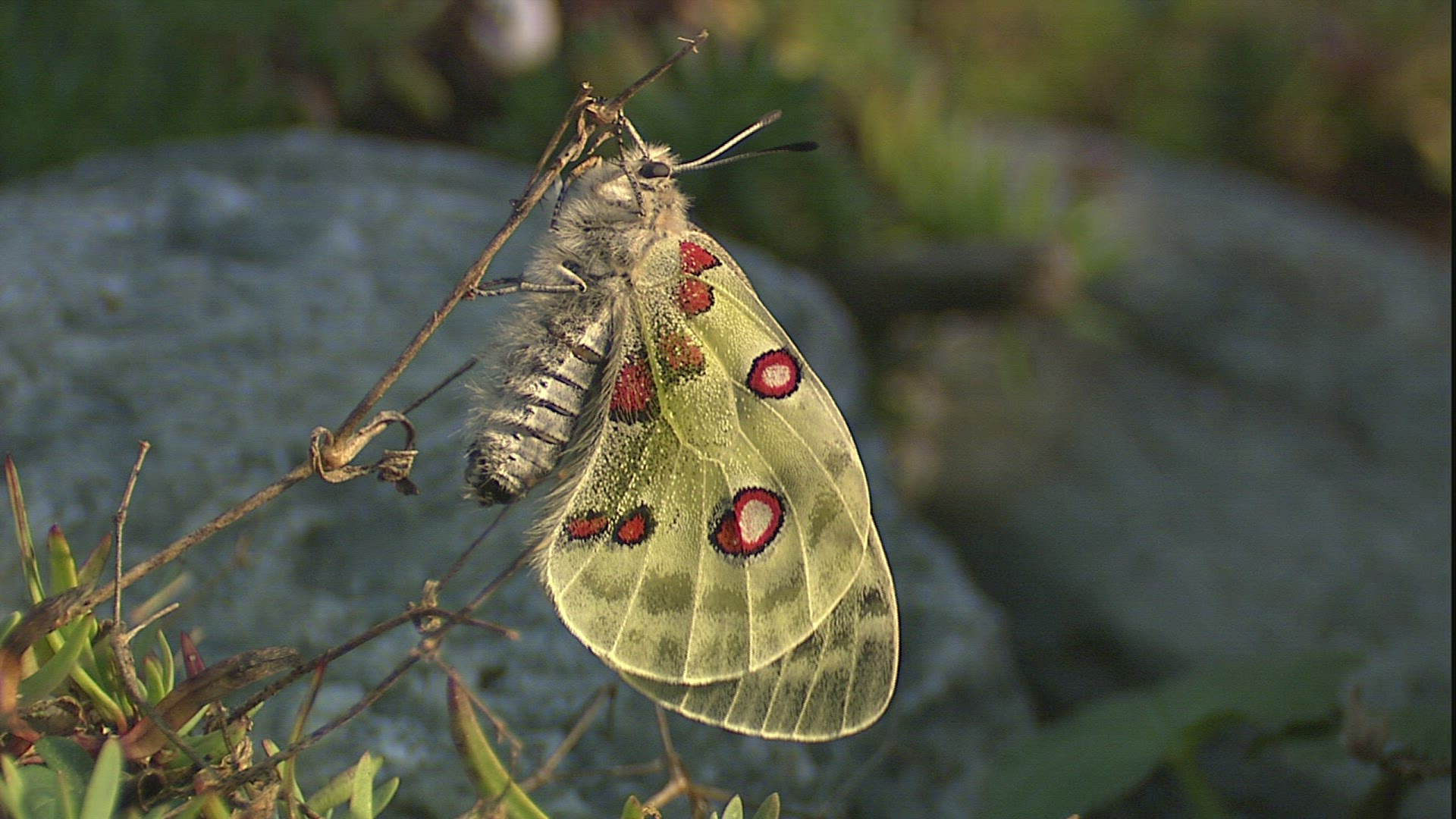 841787731 / Apollo / Stipe