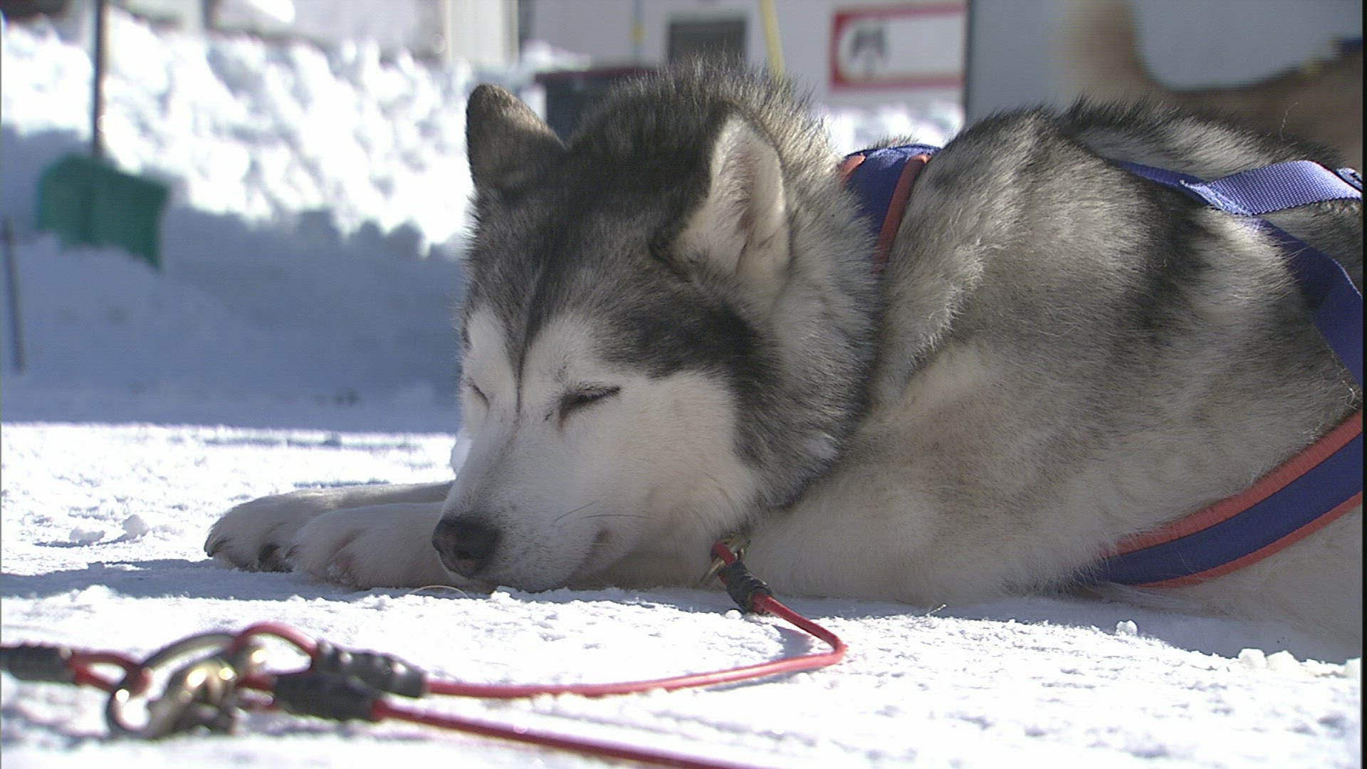 270037039 / Dog Sled Race / Winter Sports / Austria