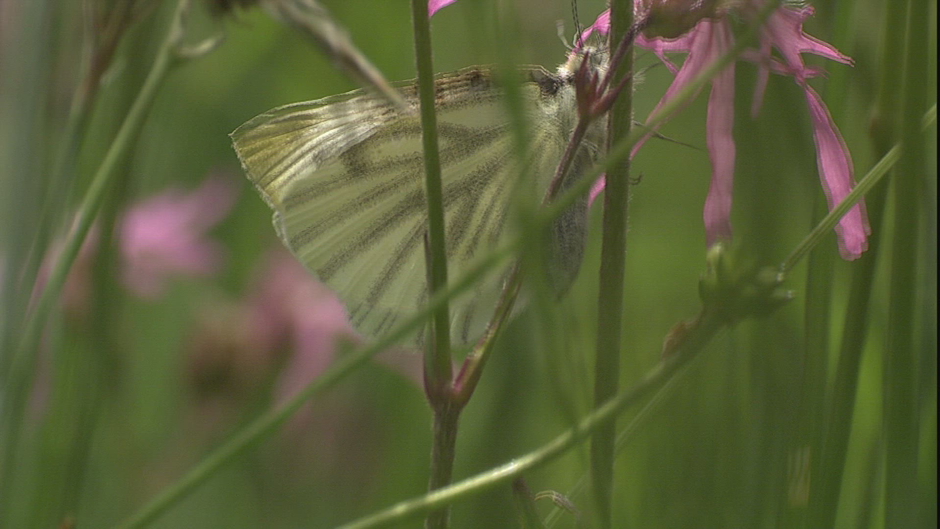 381560975 / Butterfly / Collecting Pollen