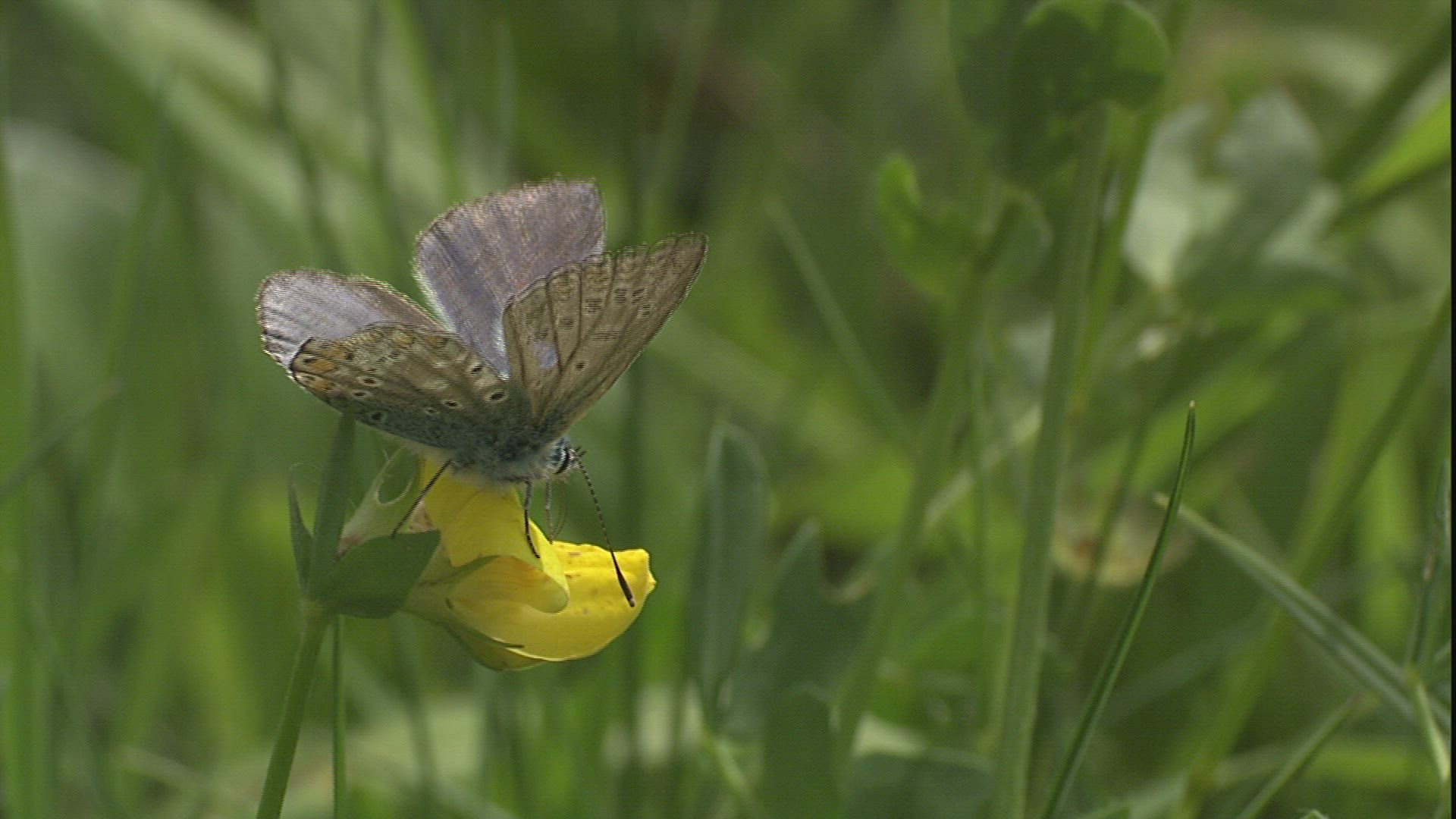 814158223 / Butterfly / Collecting Pollen
