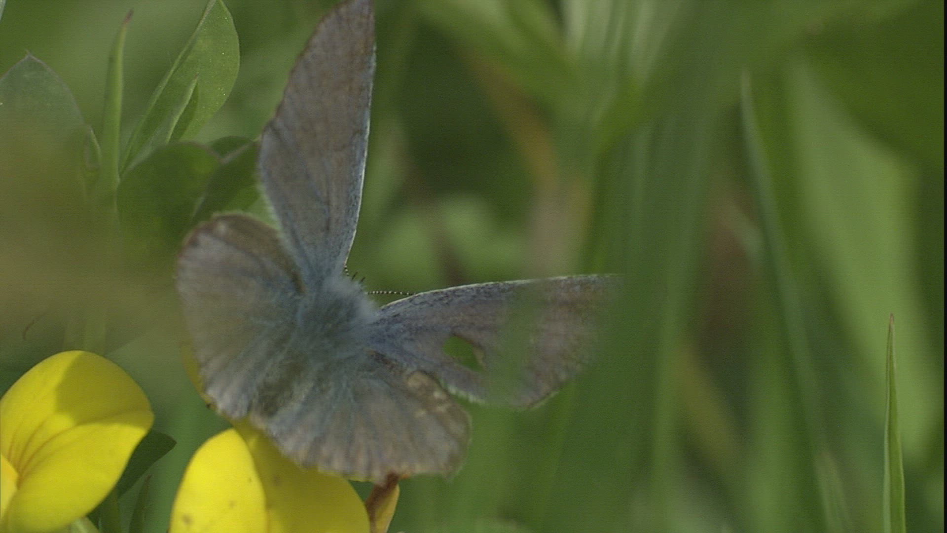 497288737 / Butterfly / Collecting Pollen
