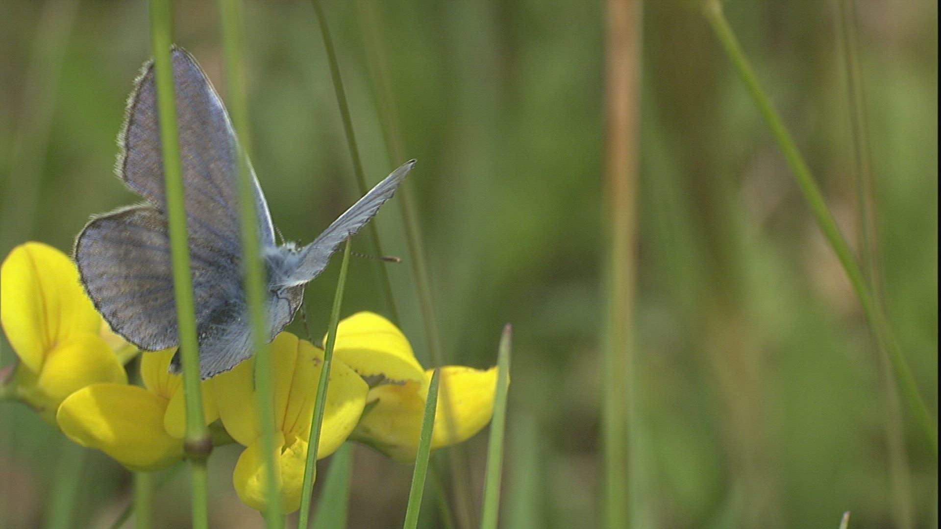 874259697 / Butterfly / Collecting Pollen