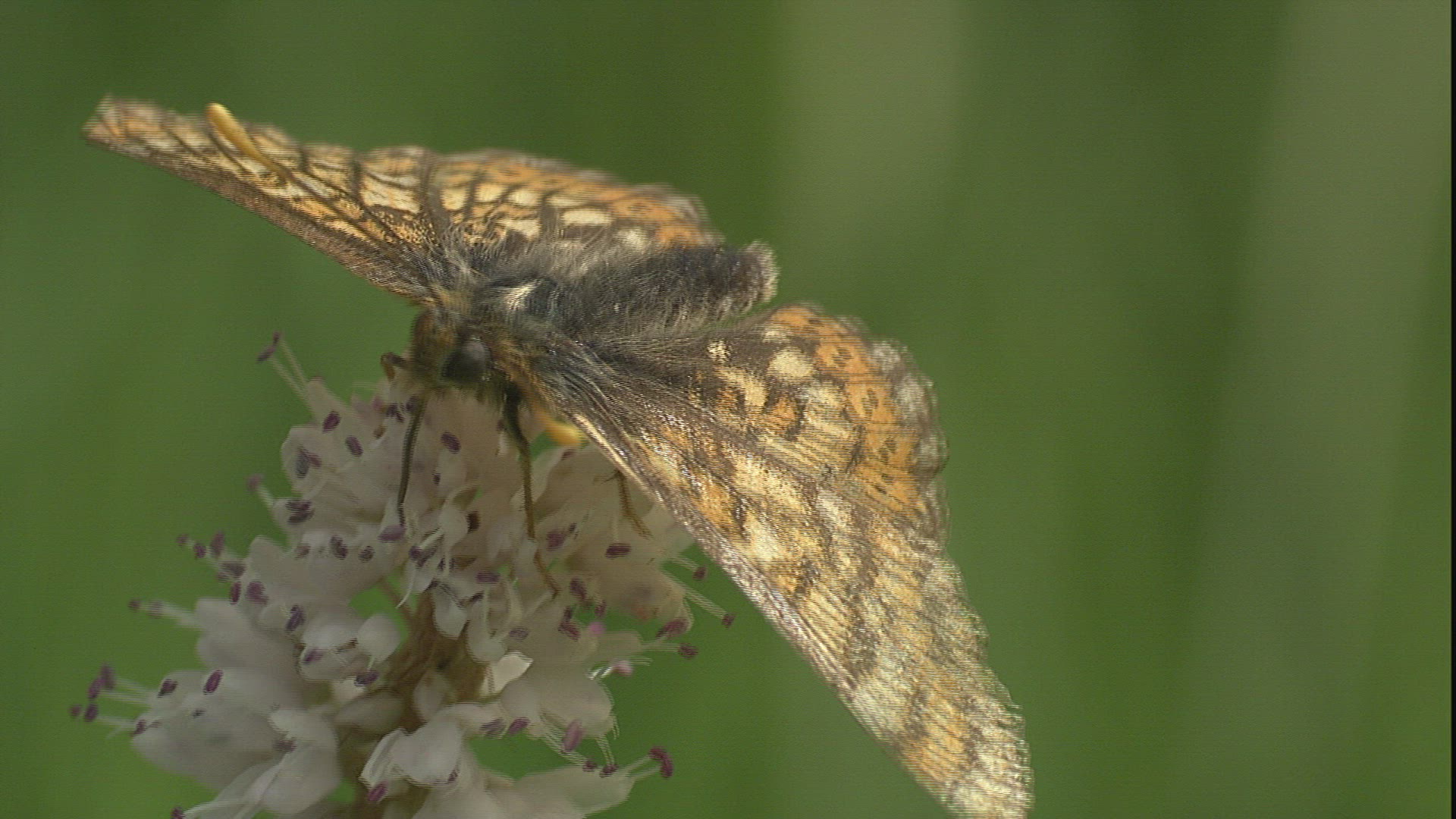 174324407 / Butterfly / Collecting Pollen